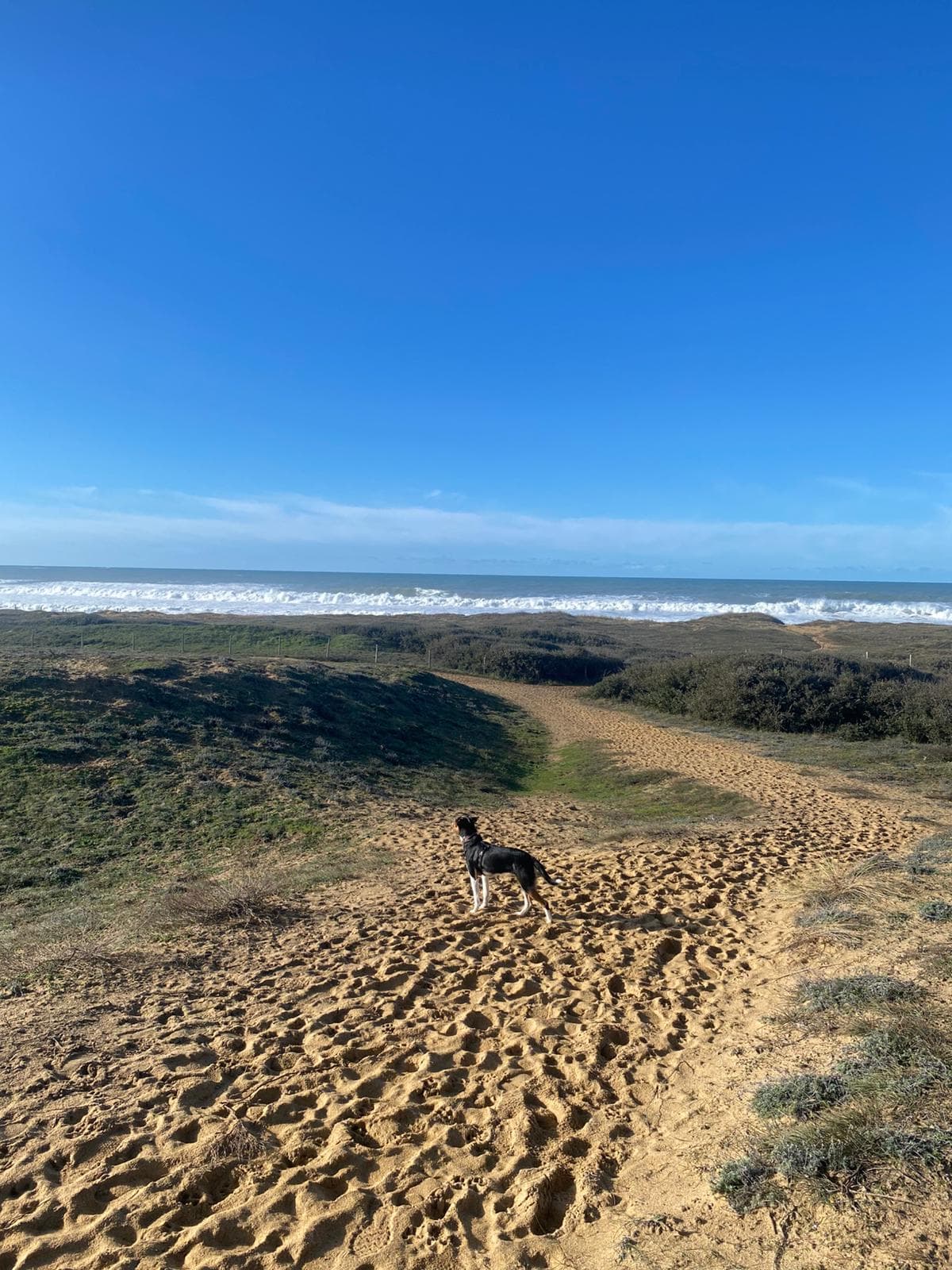 Bannière de Astérodile