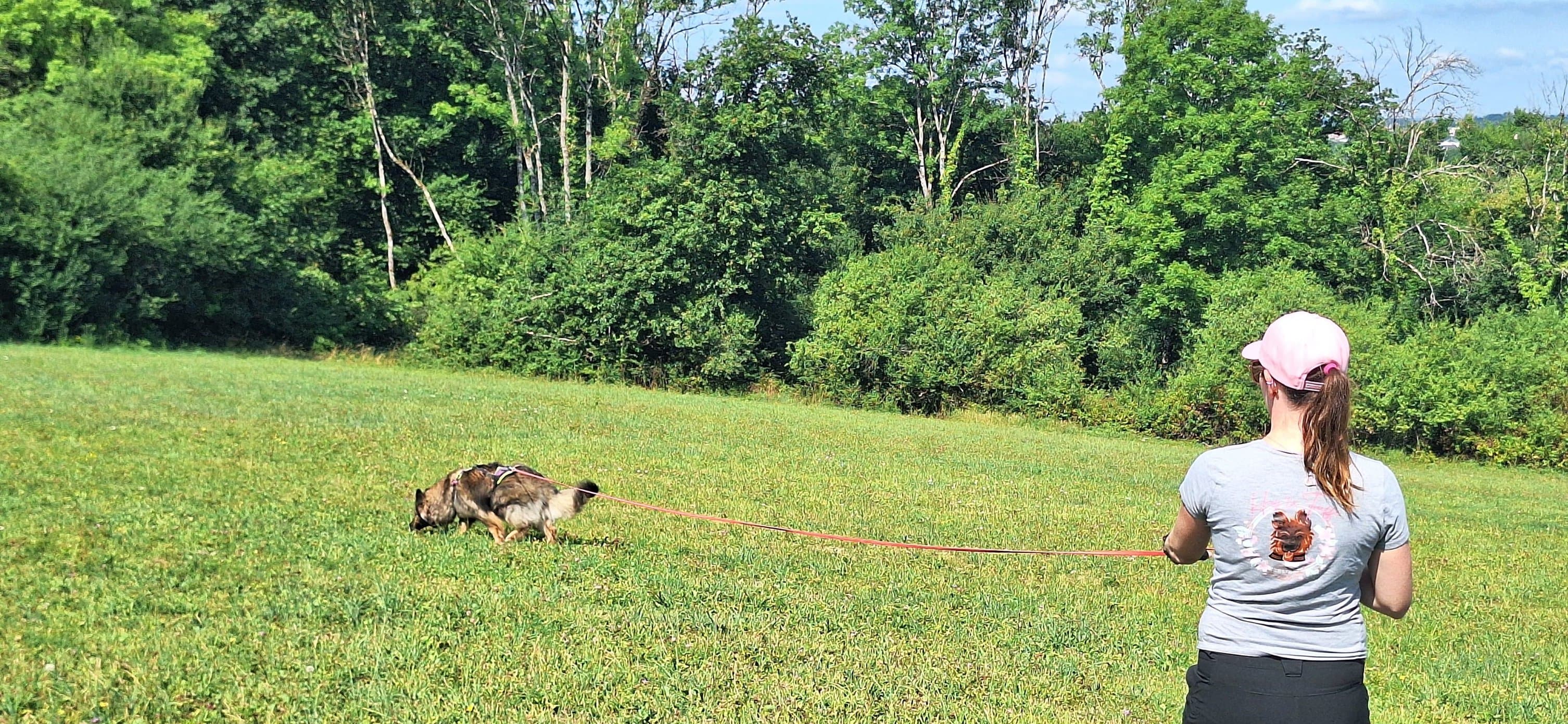 Bannière de Hop'la Truffe