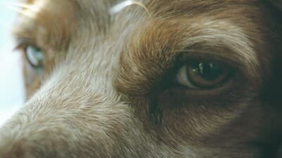 Bannière de Sans Animo’sité