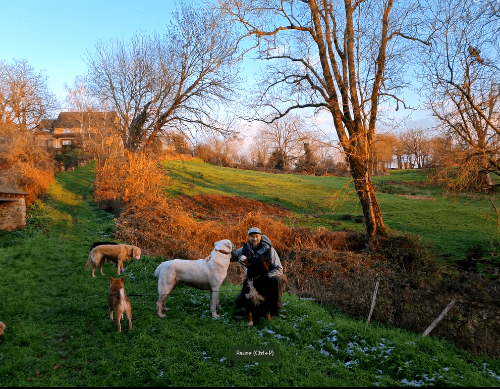 Bannière de Doggies et compagnie