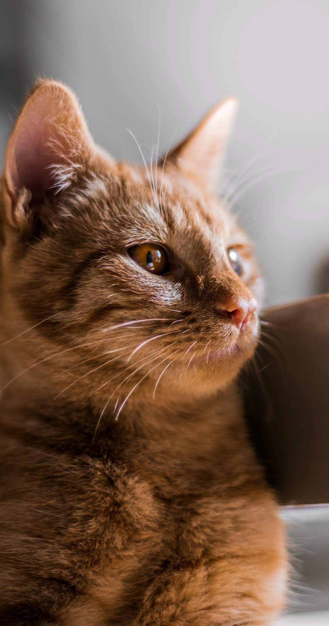 Bannière de Nala et Compagnie