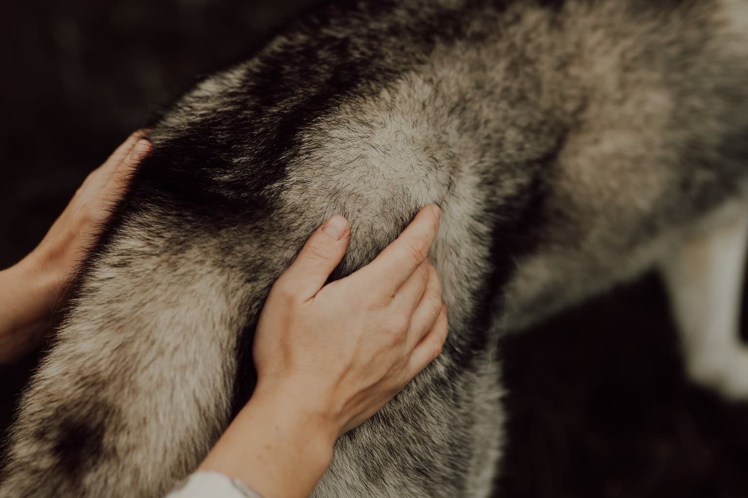 Bannière de Manon Duguet Massage Équin et Canin