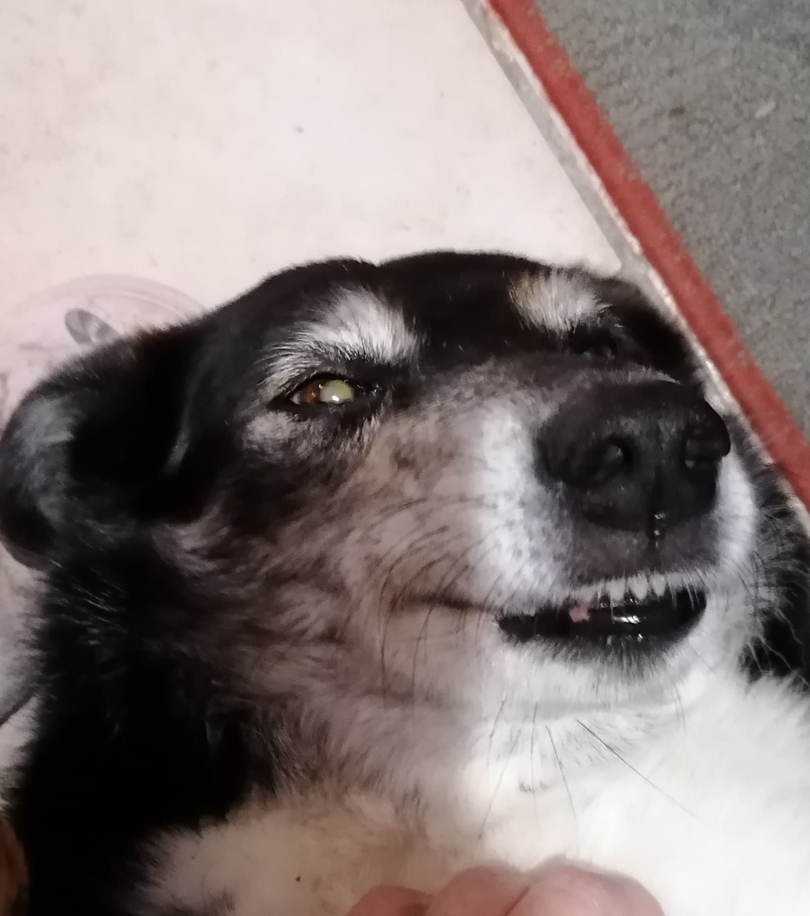 Bannière de tchek ta patte