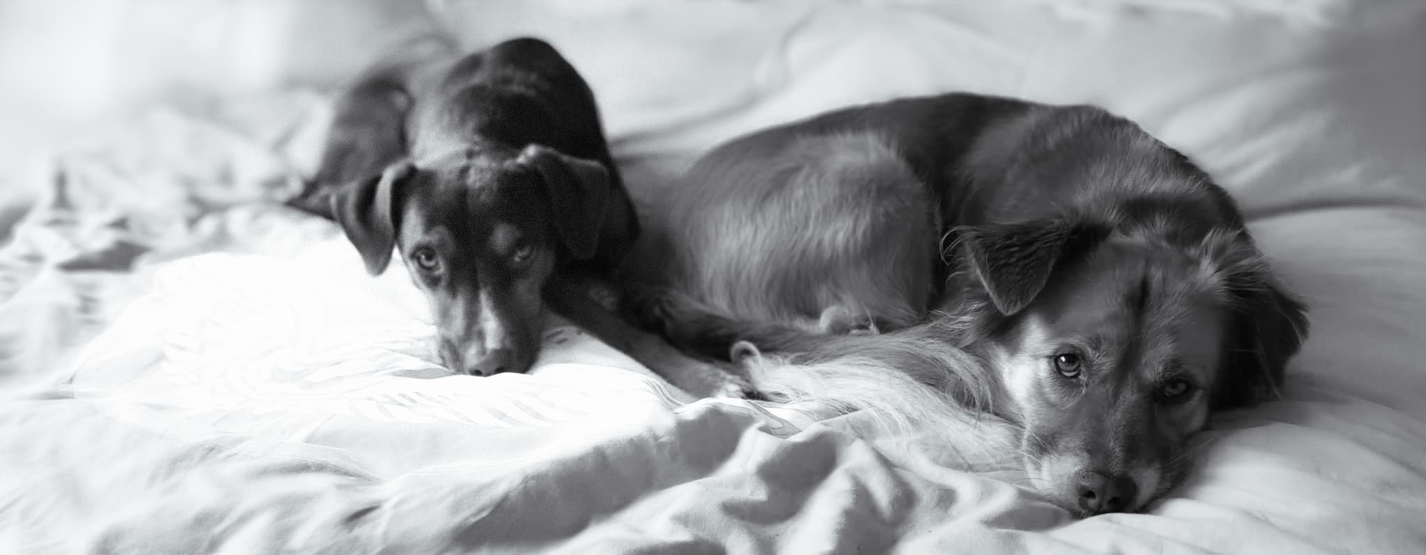 Bannière de Alter Ego Canin