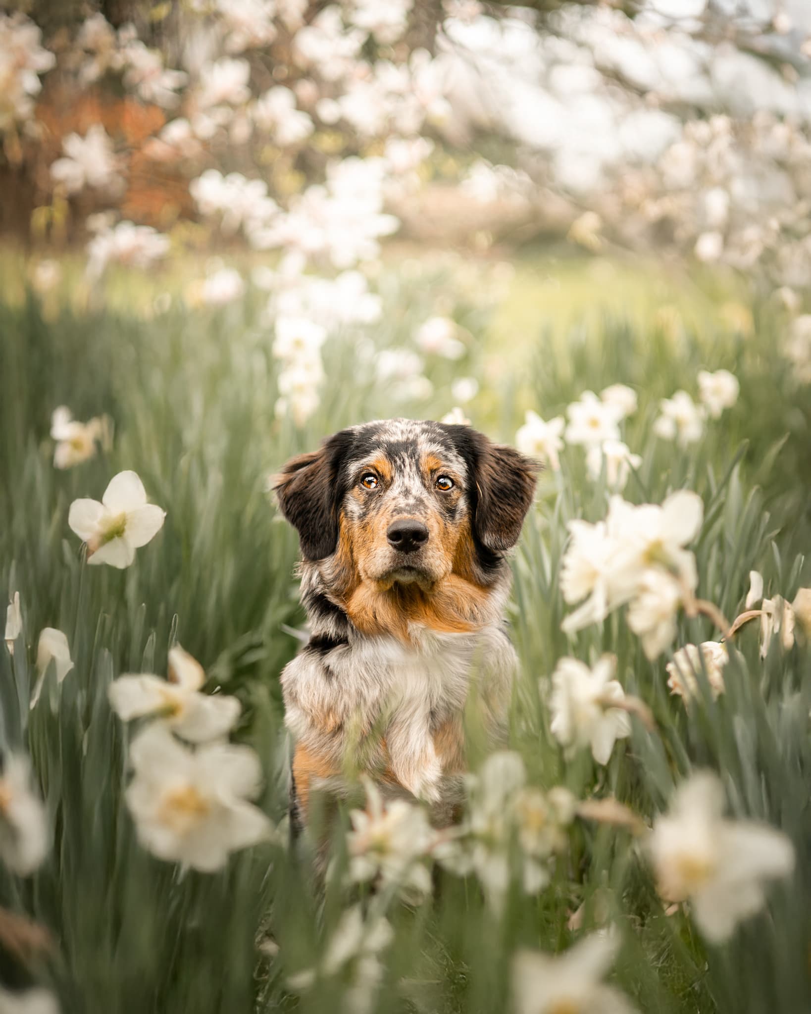 Bannière de Souvenir de Bonheur