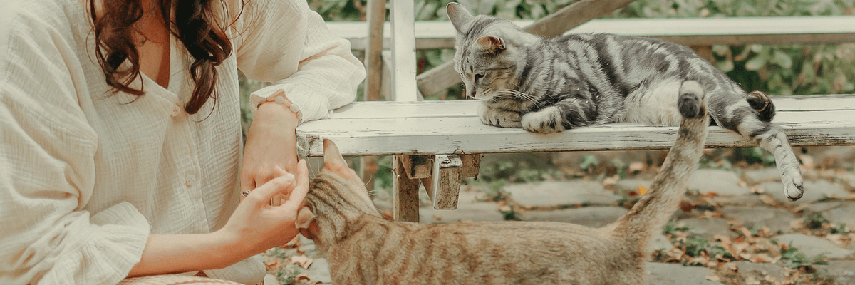 Bannière de Esprit Felis