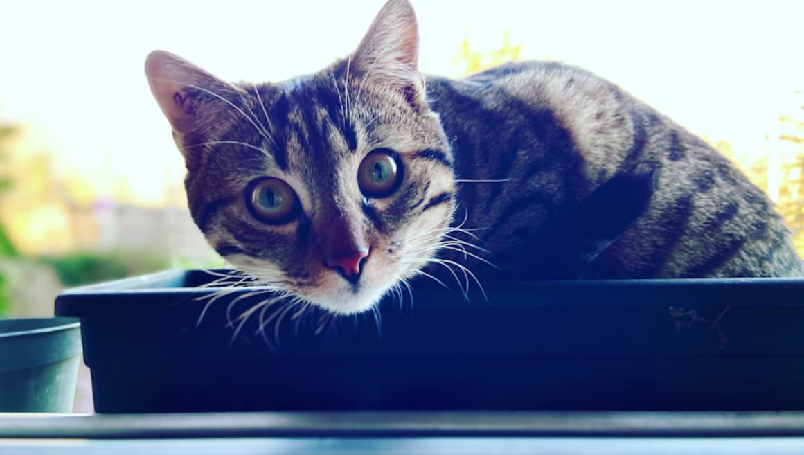 Bannière de Sam’Animaux