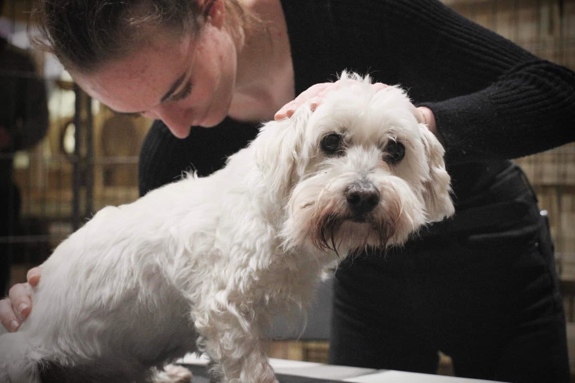 Bannière de Estelle Poulain - Masseuse & Naturopathe animalier