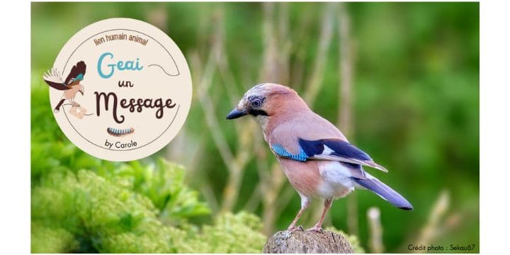 Bannière de Carole DECROIX - Geai Un Message