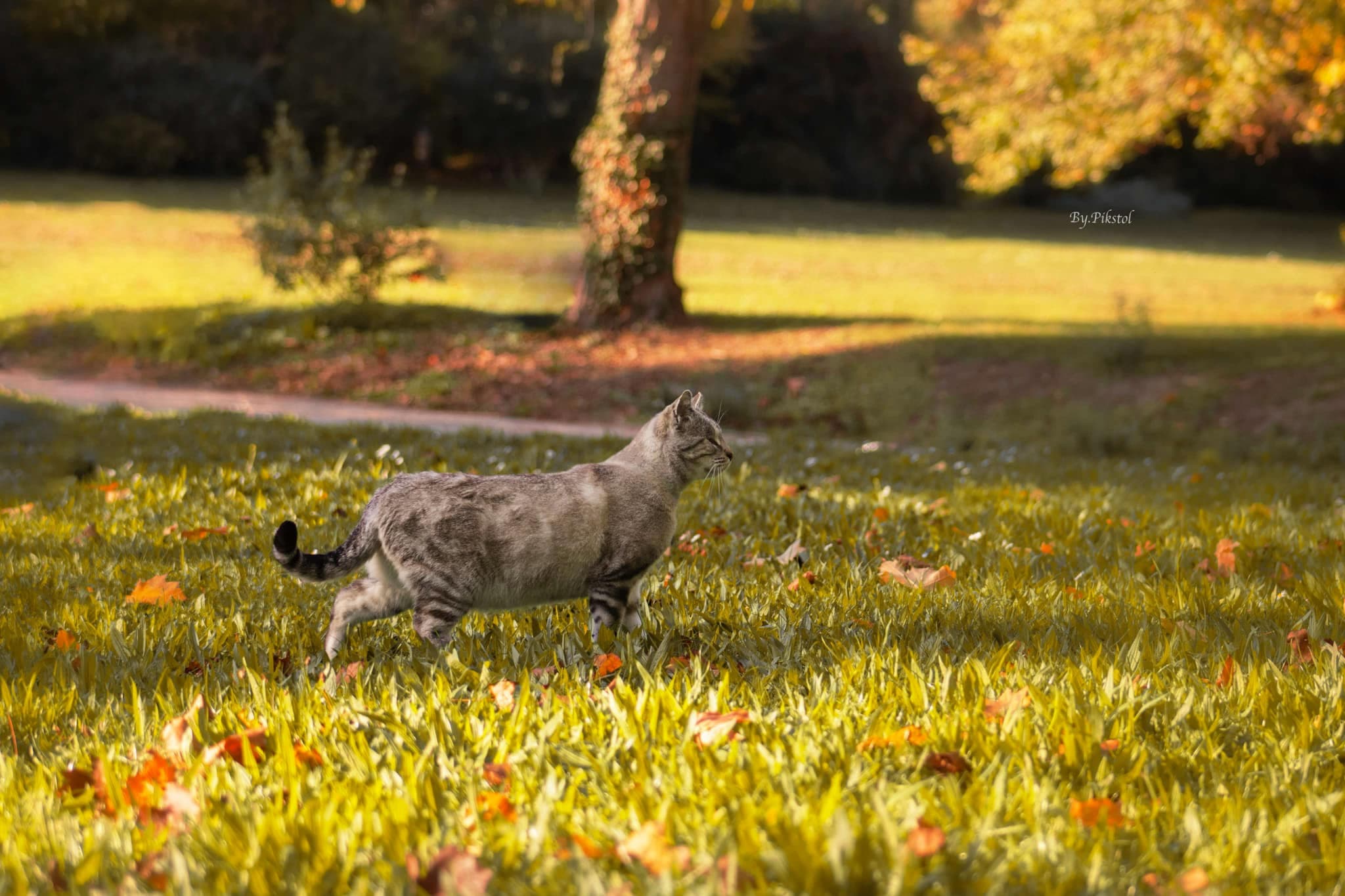Bannière de L'arche de Jack