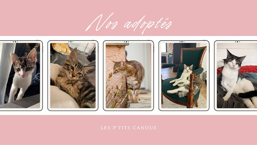 Bannière de Association Les P'tits Canous