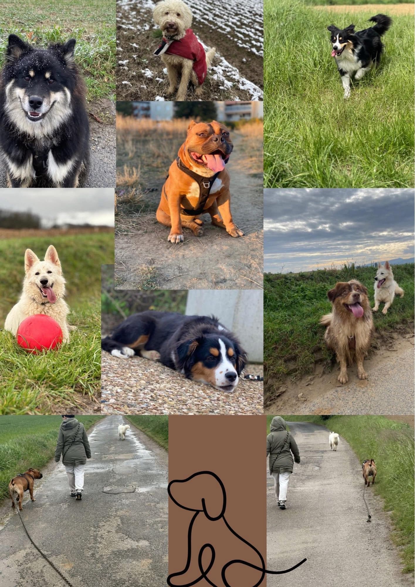 Bannière de PetJess