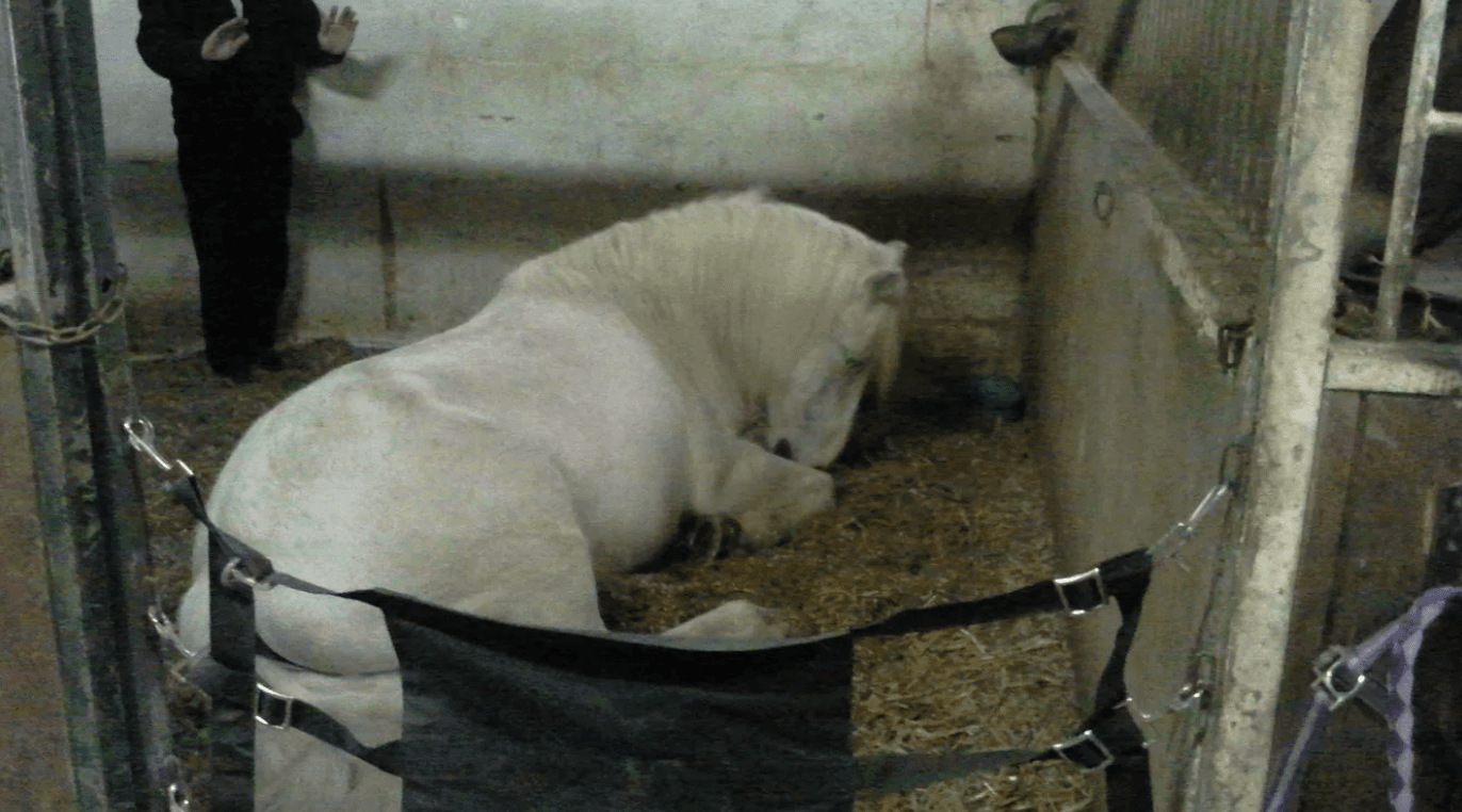 Bannière de Reiki Connexion