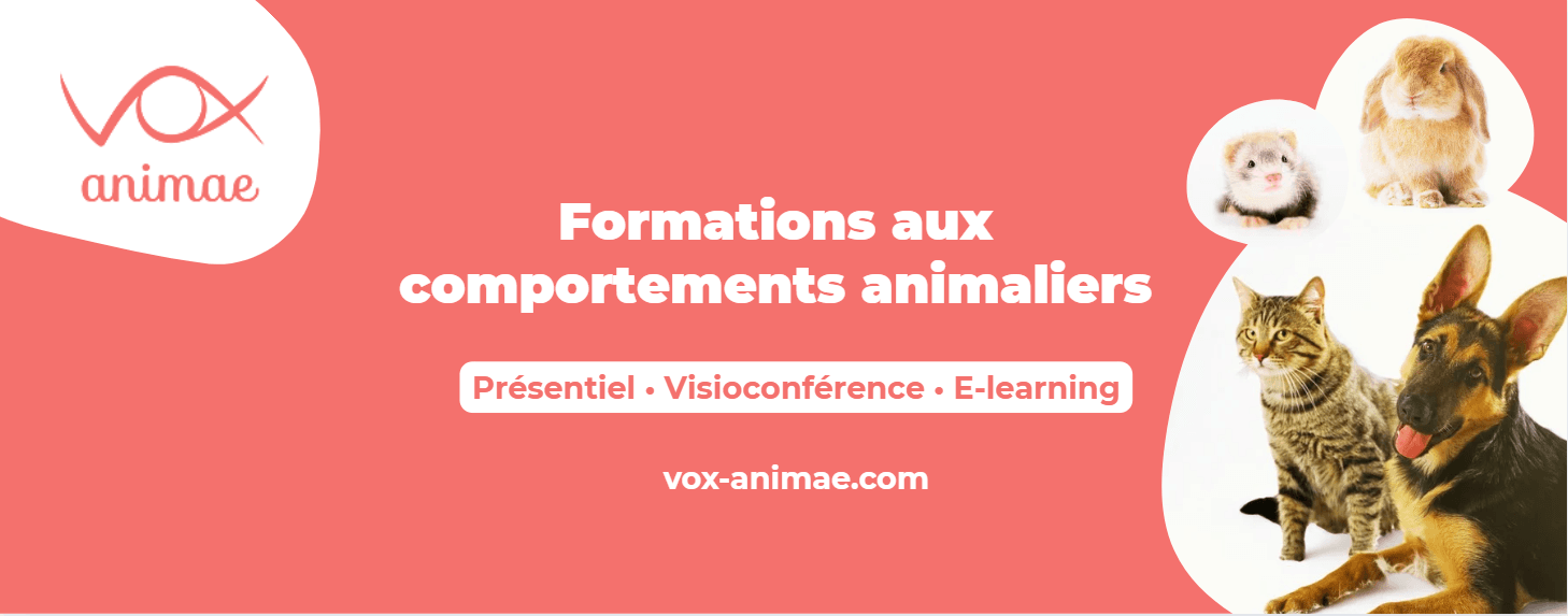 Bannière de Vox Animae