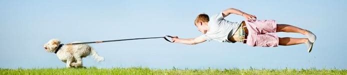 Bannière de Astuce de chien