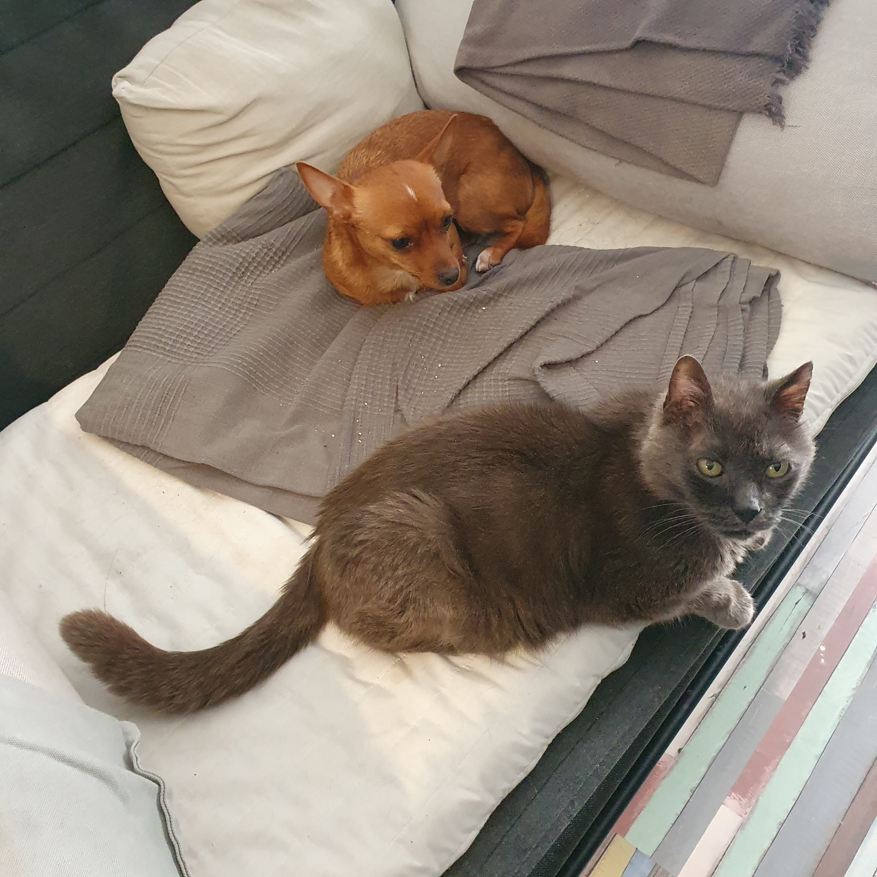 Bannière de La Maison du Chien Orange